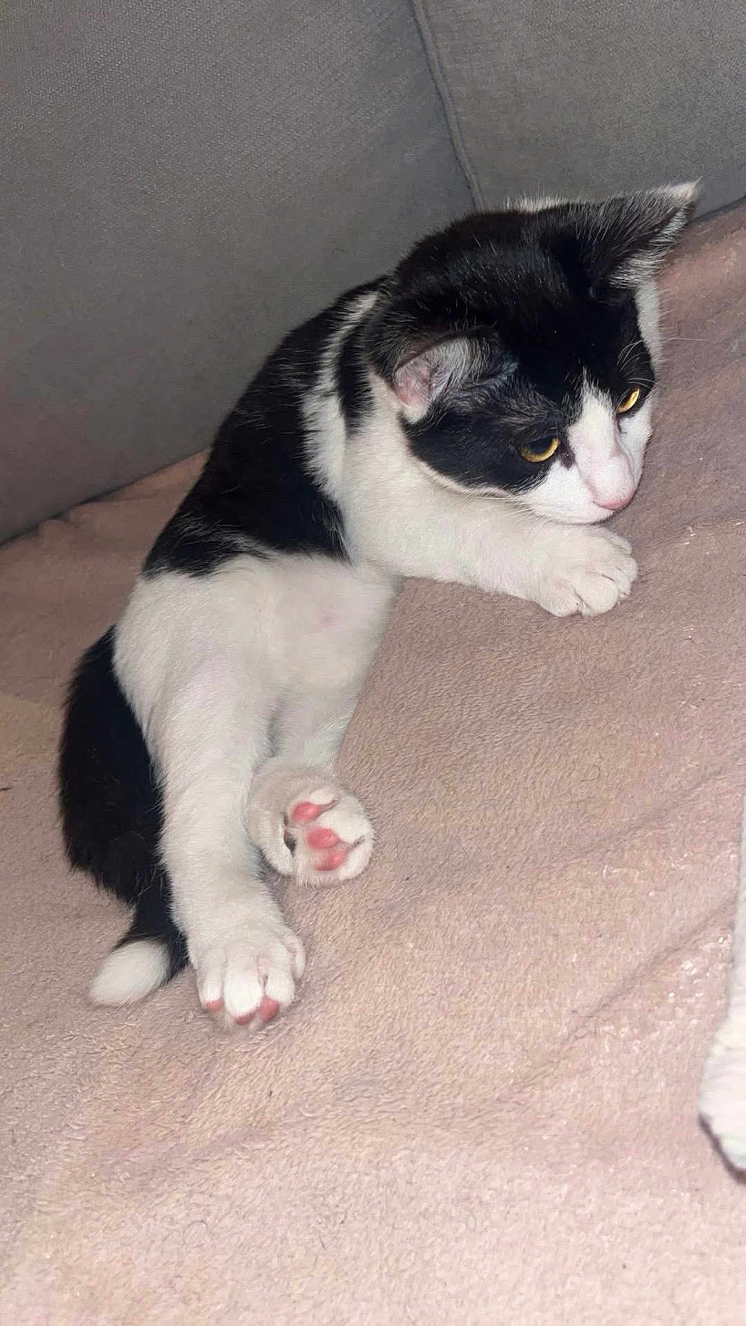 Angèle participe au concours pour gagner de l'argent avec cette photo : cat, black_and_white, paw, pink_paw_pads, blanket, soft_texture, indoor, feline, pet, curious, relaxed, lying_down, cozy, fur, whiskers, animal, cute, resting, golden_eyes, comfortable