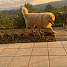 dog, golden_dog, sunset, garden, plants, flowers, outdoor, nature, grass, sky, clouds, hills, path, tile_floor, pets, canine, happy, walking, tail, daylight