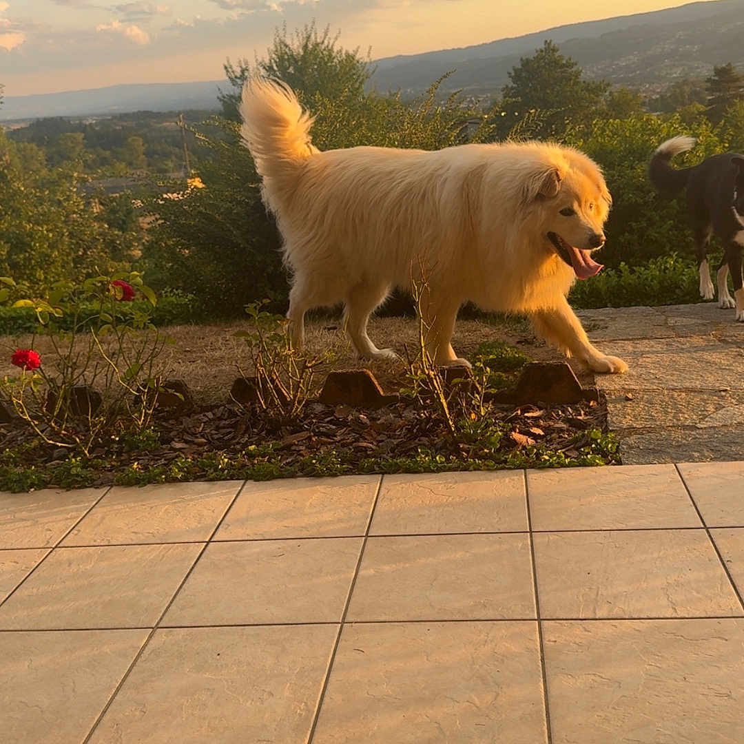 Pépito a rejoint le concours — aidez-le/la à gagner de superbes lots ! dog, golden_dog, sunset, garden, plants, flowers, outdoor, nature, grass, sky, clouds, hills, path, tile_floor, pets, canine, happy, walking, tail, daylight