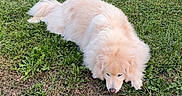 Pépito participe au concours pour gagner de l'argent avec cette photo : animal, canine, daylight, dog, domestic_animal, fluffy, fur, garden, grass, greenery, hedge, lawn, lying_down, mammal, nature, outdoor, peaceful, pet, relaxed, resting