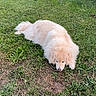 animal, canine, daylight, dog, domestic_animal, fluffy, fur, garden, grass, greenery, hedge, lawn, lying_down, mammal, nature, outdoor, peaceful, pet, relaxed, resting