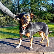 Betty participe au concours pour gagner de l'argent avec cette photo : dog, outdoor, park, bench, sunlight, grass, tree, canine, pet, nature, animal, collar, daylight, wood, shadow, fur, small_dog, standing, sunny, greenery