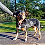 dog, outdoor, park, bench, sunlight, grass, tree, canine, pet, nature, animal, collar, daylight, wood, shadow, fur, small_dog, standing, sunny, greenery