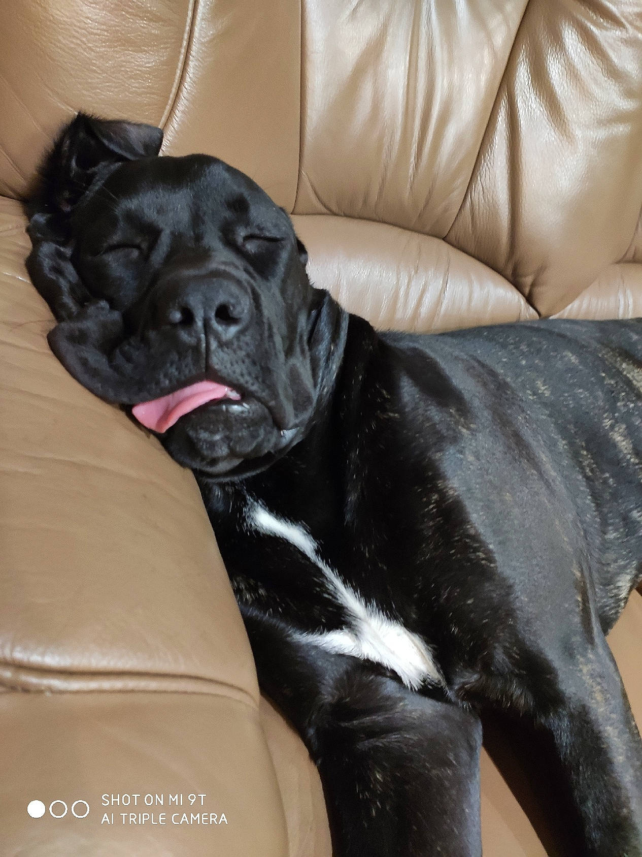 Pink participe au concours pour gagner de l'argent avec cette photo : borador, canidae, carnivore, comfort, companion_dog, couch, dog, dog_breed, fur, liver, non_sporting_group, sleeper_chair, snout, sofa_bed, sporting_group, terrestrial_animal, whiskers, working_animal