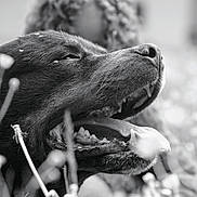 Groot a rejoint le concours — aidez-le/la à gagner de superbes lots ! dog, black_and_white, close_up, animal, tongue_out, grass, flowers, nature, outdoor, pet, happy, canine, mouth, fur, relaxed, summer, daylight, snout, tongue, playful