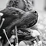 animal, black_and_white, canine, close_up, daylight, dog, flowers, fur, grass, happy, mouth, nature, outdoor, pet, playful, relaxed, snout, summer, tongue, tongue_out