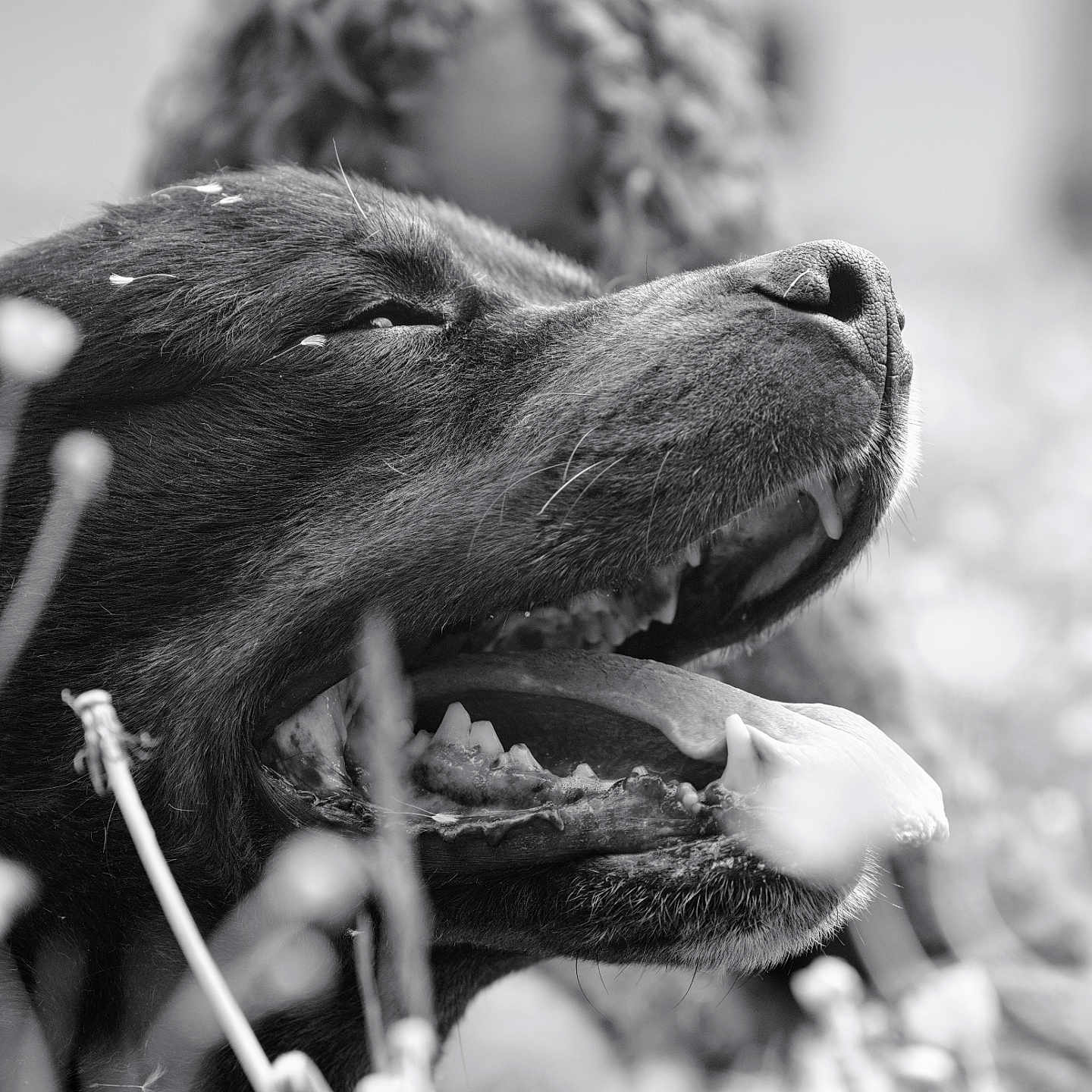 Groot a rejoint le concours — aidez-le/la à gagner de superbes lots ! dog, black_and_white, close_up, animal, tongue_out, grass, flowers, nature, outdoor, pet, happy, canine, mouth, fur, relaxed, summer, daylight, snout, tongue, playful