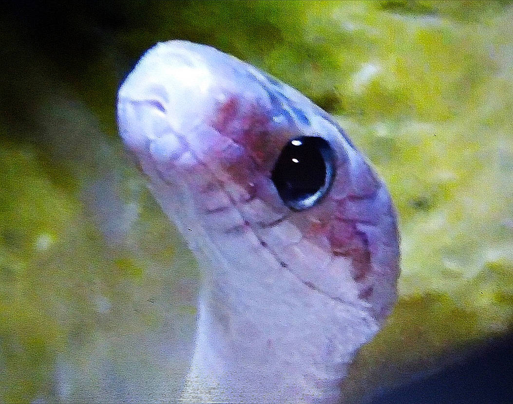 Winter a rejoint le concours — aidez-le/la à gagner de superbes lots ! black_mamba, elapidae, mamba, reptile, scaled_reptile, serpent, snake