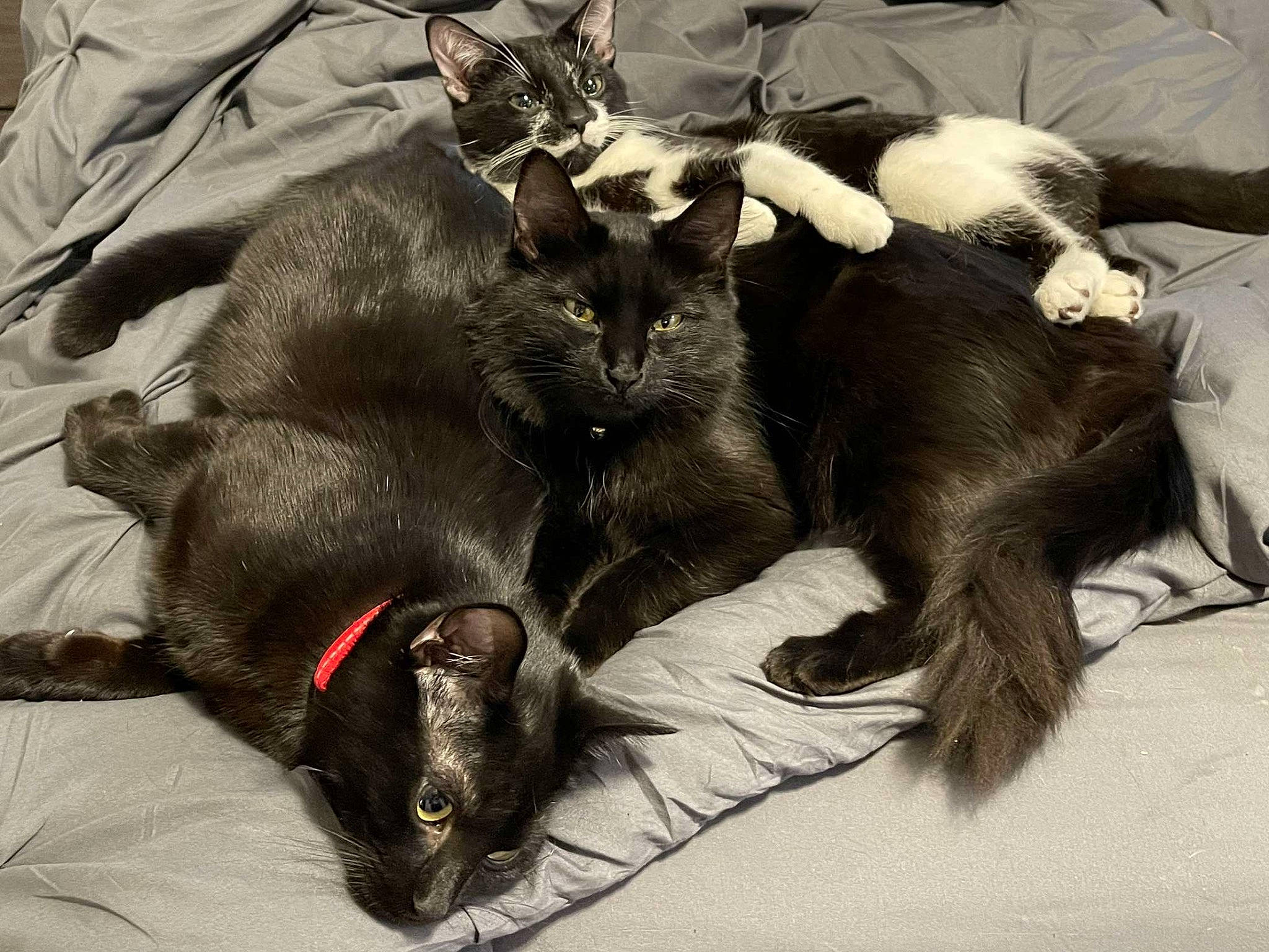 Milo is registered to the contest to win money with this photo: black_cat, bombay, canidae, carnivore, cat, comfort, companion_dog, dog_breed, domestic_short_haired_cat, felidae, fur, grey, havana_brown, nap, paw, small_to_medium_sized_cats, snout, sporting_group, tail, whiskers