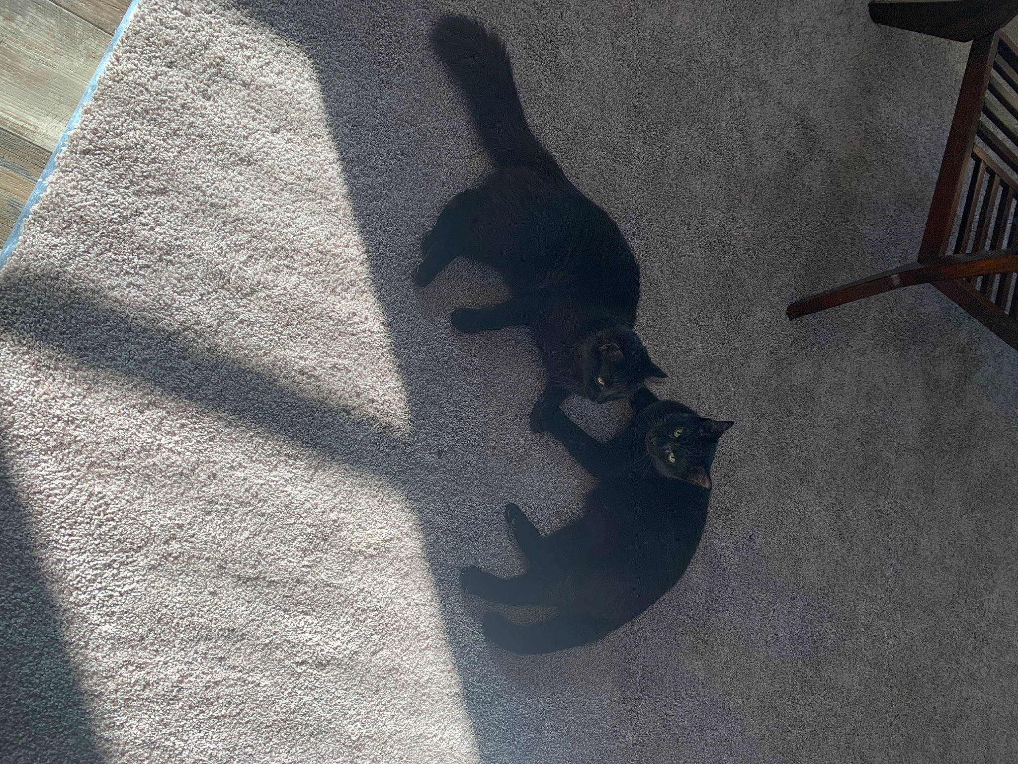 Milo is registered to the contest to win money with this photo: asphalt, carmine, carnivore, darkness, dog_breed, electric_blue, felidae, floor, flooring, font, grey, hardwood, human_leg, pattern, road_surface, shadow, small_to_medium_sized_cats, tail, tints_and_shades, wood