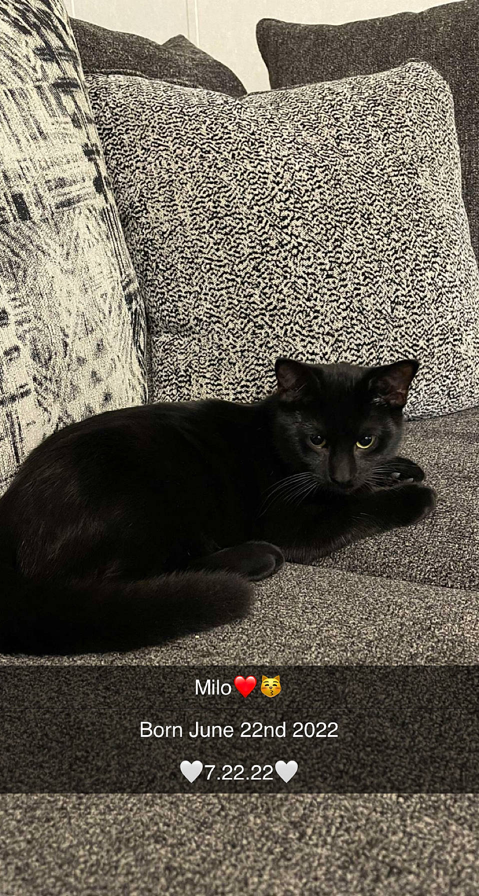 Milo is registered to the contest to win money with this photo: bombay, carnivore, cat, comfort, darkness, domestic_short_haired_cat, felidae, flooring, font, fur, grey, monochrome, monochrome_photography, shadow, small_to_medium_sized_cats, snout, tail, terrestrial_animal, tints_and_shades, whiskers