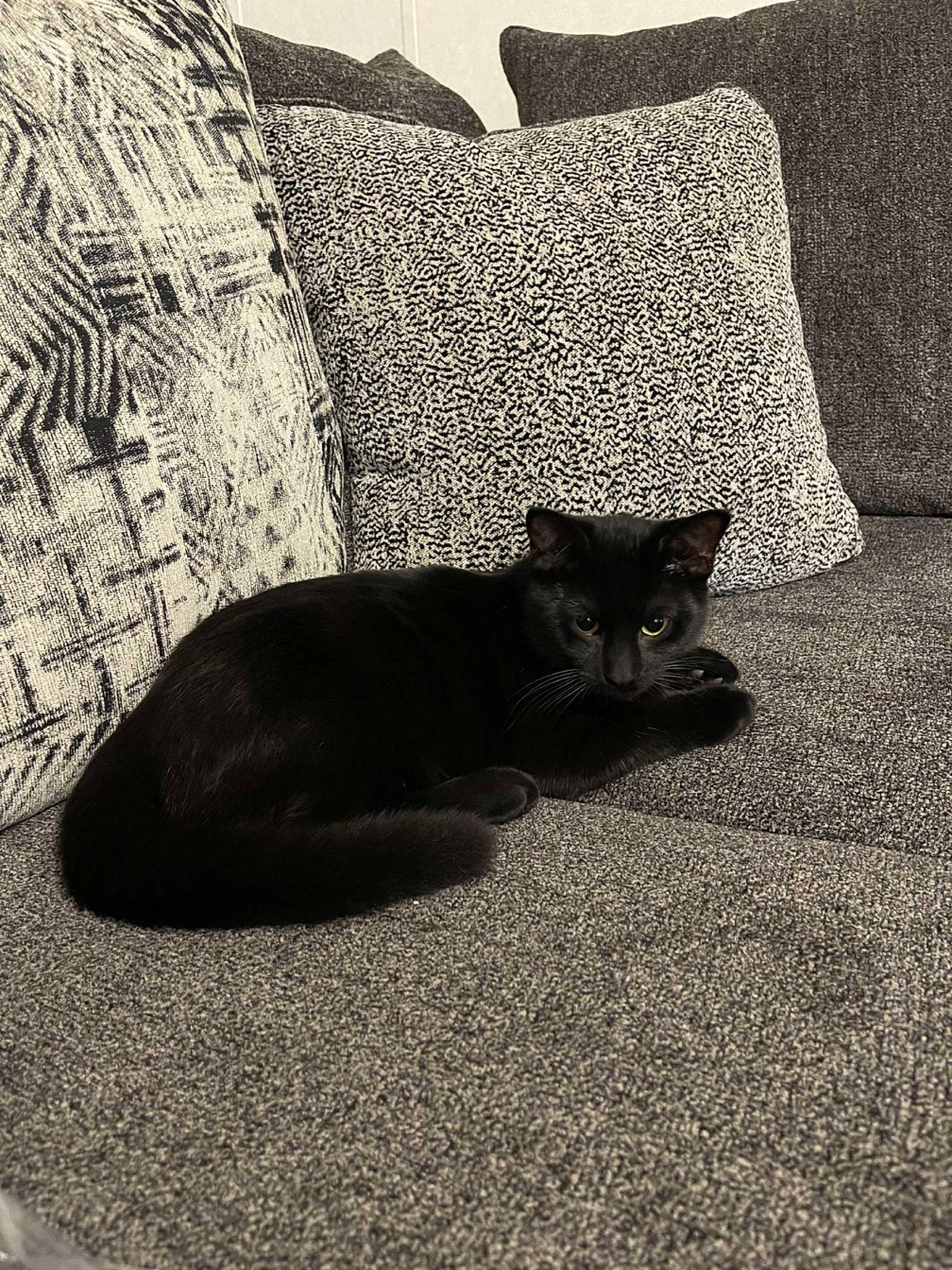 Milo is registered to the contest to win money with this photo: black_and_white, carnivore, cat, comfort, felidae, floor, flooring, grass, grey, linens, monochrome, monochrome_photography, pillow, plant, road_surface, small_to_medium_sized_cats, tail, tints_and_shades, whiskers, wood