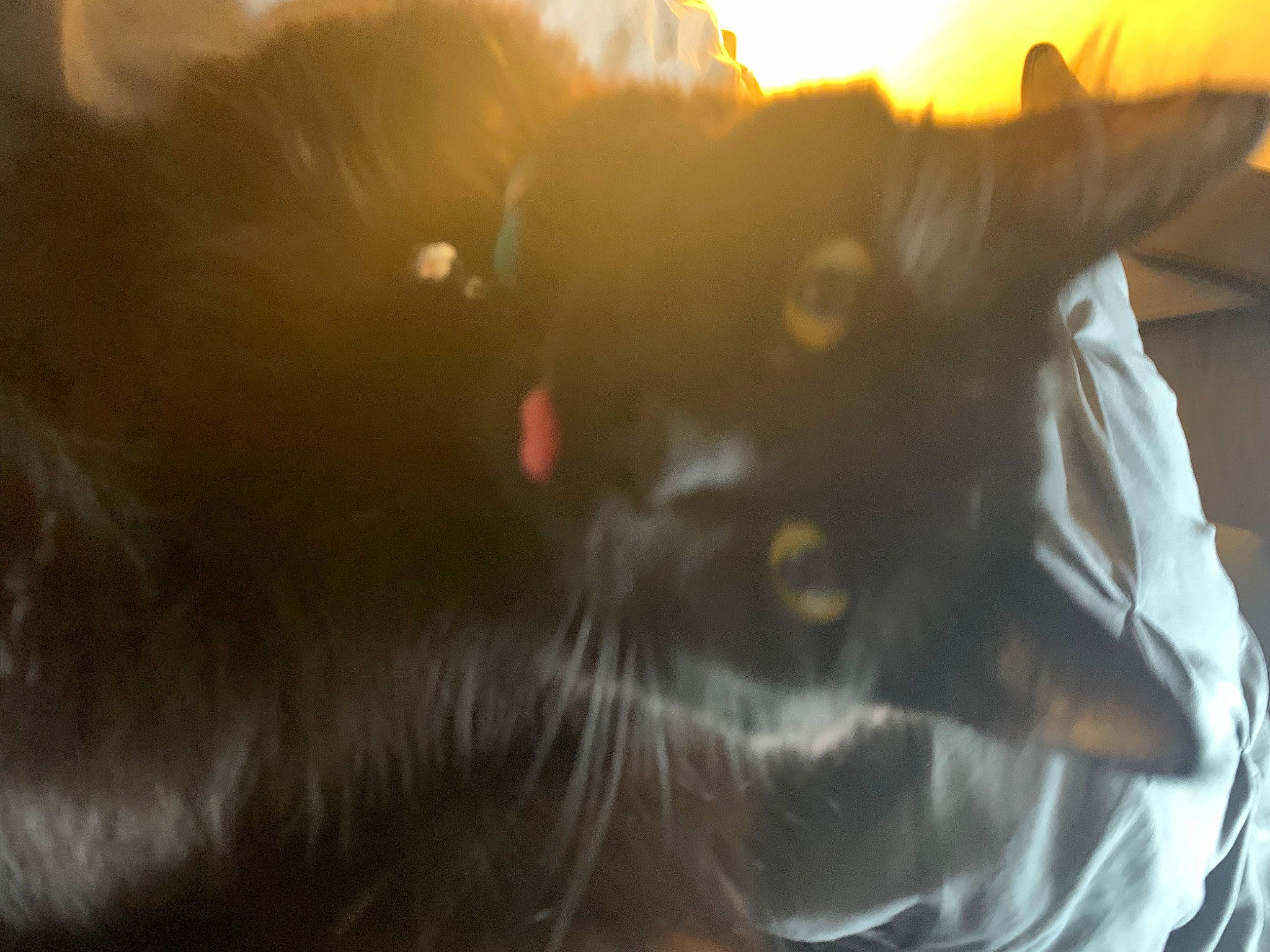 Mila is registered to the contest to win money with this photo: beard, black_cat, carnivore, cat, domestic_short_haired_cat, ear, facial_hair, felidae, fur, gesture, grass, lens_flare, sky, small_to_medium_sized_cats, snout, sunlight, tail, whiskers