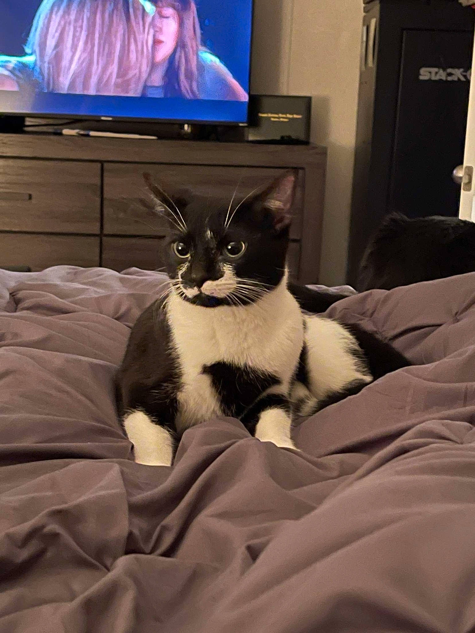 Miles is registered to the contest to win money with this photo: bed, bedding, bedroom, cable_television, carnivore, cat, comfort, couch, domestic_short_haired_cat, felidae, flat_panel_display, fur, grey, home_appliance, linens, room, small_to_medium_sized_cats, television, television_set, whiskers