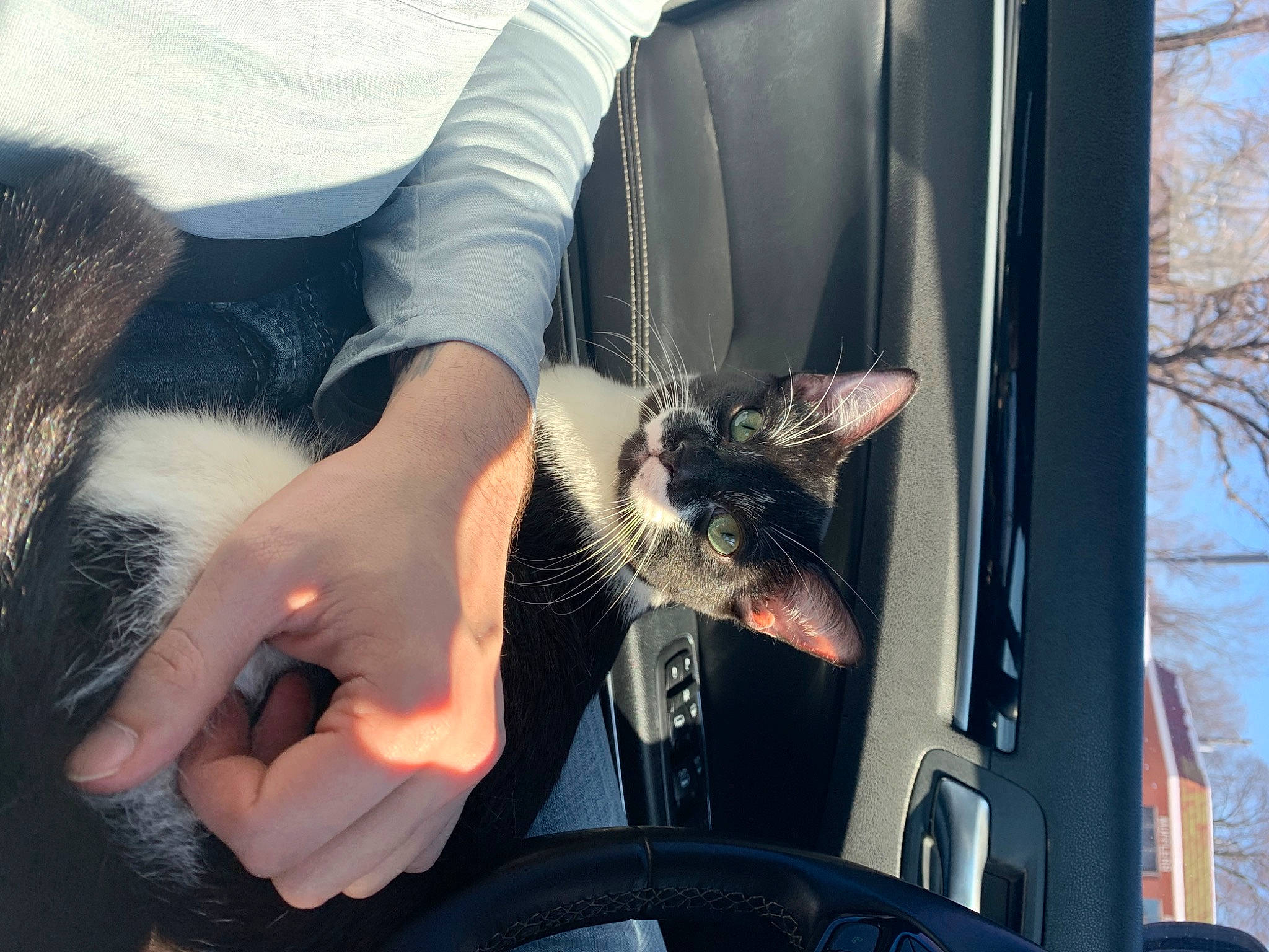 Miles is registered to the contest to win money with this photo: auto_part, automotive_exterior, automotive_lighting, automotive_tire, carnivore, cat, comfort, felidae, fender, fur, gesture, hand, hood, motor_vehicle, small_to_medium_sized_cats, snout, tail, tree, vehicle_door, whiskers