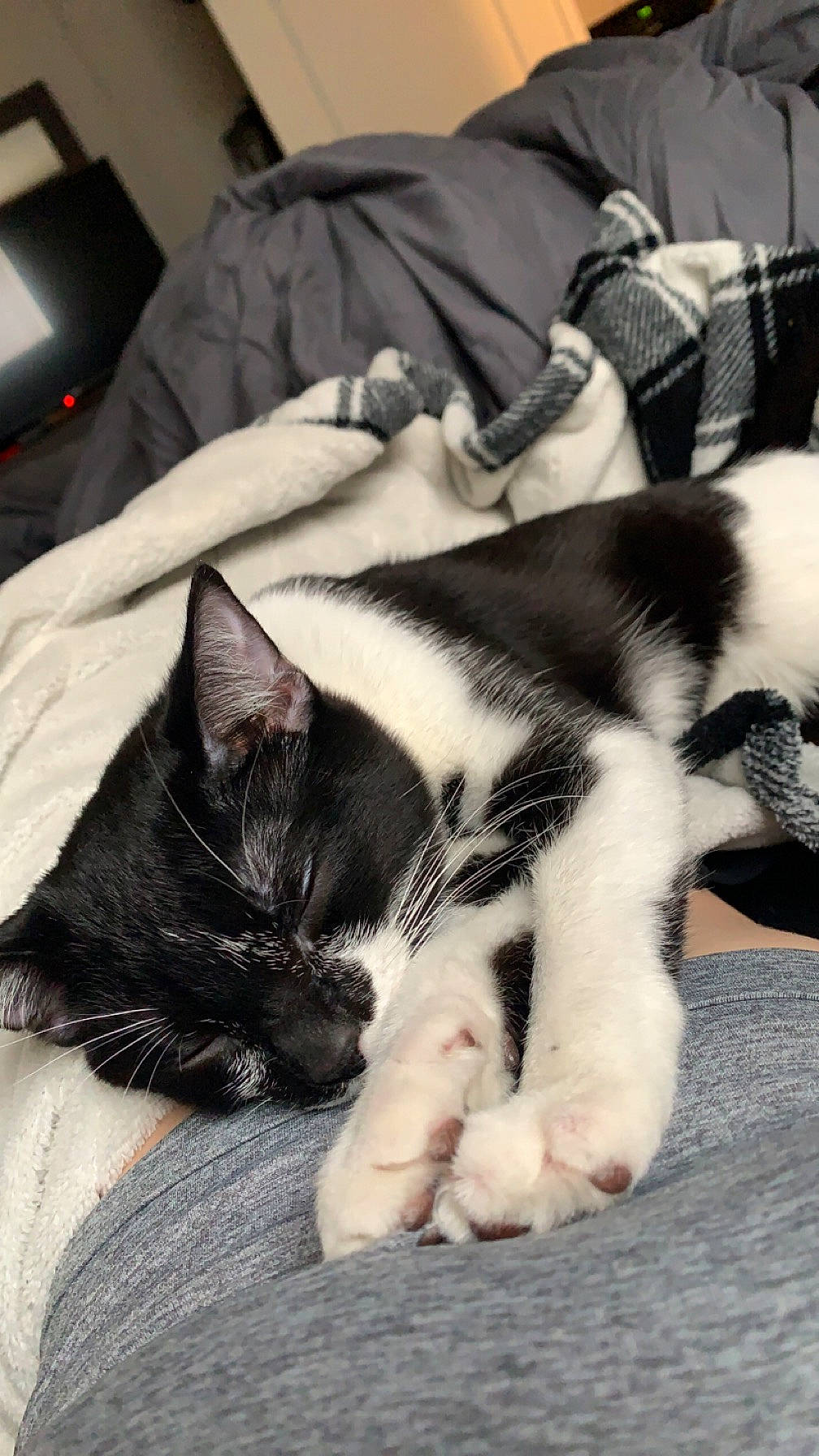 Miles joined the competition — help win amazing prizes! carnivore, cat, comfort, domestic_short_haired_cat, felidae, fur, grey, linens, mammal, nap, paw, room, sleep, small_to_medium_sized_cats, snout, tail, whiskers