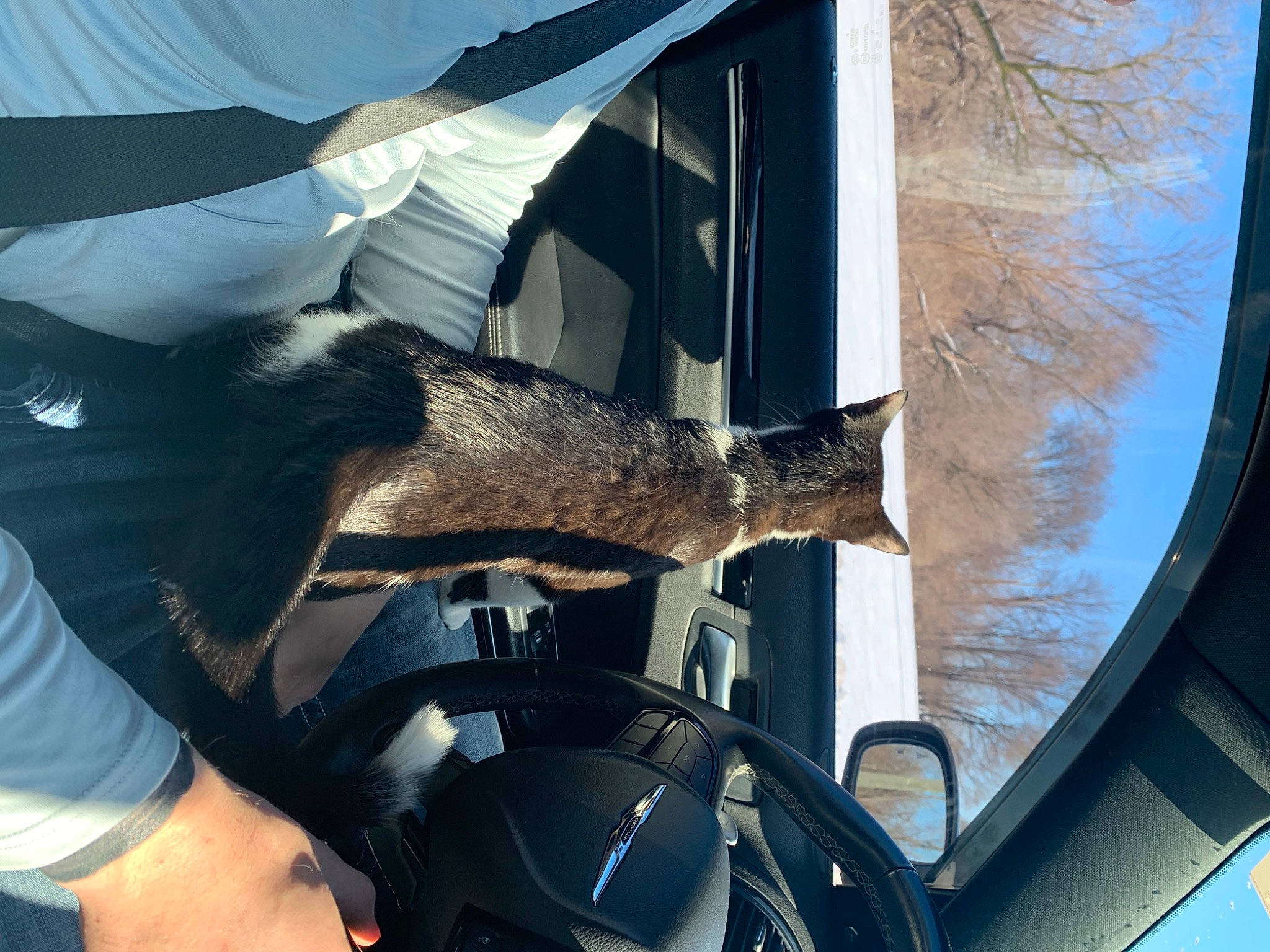 Miles is registered to the contest to win money with this photo: automotive_design, automotive_exterior, automotive_lighting, automotive_mirror, automotive_tire, car, fender, gesture, hood, motor_vehicle, plant, rear_view_mirror, steering_wheel, tints_and_shades, tire, tree, vehicle, vehicle_door, wheel, window