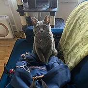 Theodosia is registered to the contest to win money with this photo: animal, backpack, blanket, cat, cat_tree, couch, cozy, curious, domestic_animal, furniture, gray_cat, home, indoor, living_room, pet, relaxed, seated, soft_lighting, window, wooden_floor
