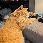 Oscar is registered to the contest to win money with this photo: cat, orange_cat, sleeping, lounging, stretching, paw, whiskers, fur, indoors, living_room, sofa, couch, relaxed, resting, pet, domestic_animal, close_up, warm_lighting, shelf, home_decor