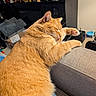 cat, orange_cat, sleeping, lounging, stretching, paw, whiskers, fur, indoors, living_room, sofa, couch, relaxed, resting, pet, domestic_animal, close_up, warm_lighting, shelf, home_decor