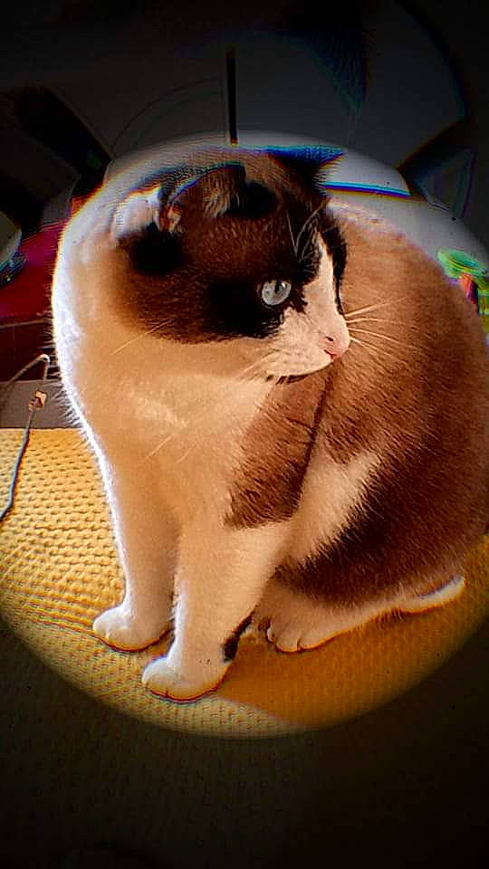 Chocolat a rejoint le concours — aidez-le/la à gagner de superbes lots ! balinese, carnivore, cat, cat_supply, comfort, domestic_short_haired_cat, fawn, felidae, fur, human_body, human_leg, paw, pet_supply, siamese, small_to_medium_sized_cats, snout, tail, thai, tonkinese, whiskers