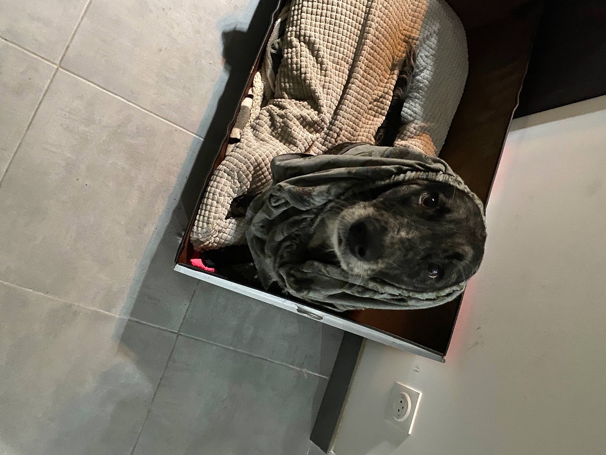 Khaleesi participe au concours pour gagner de l'argent avec cette photo : bag, fashion_accessory, fur, hobo_bag