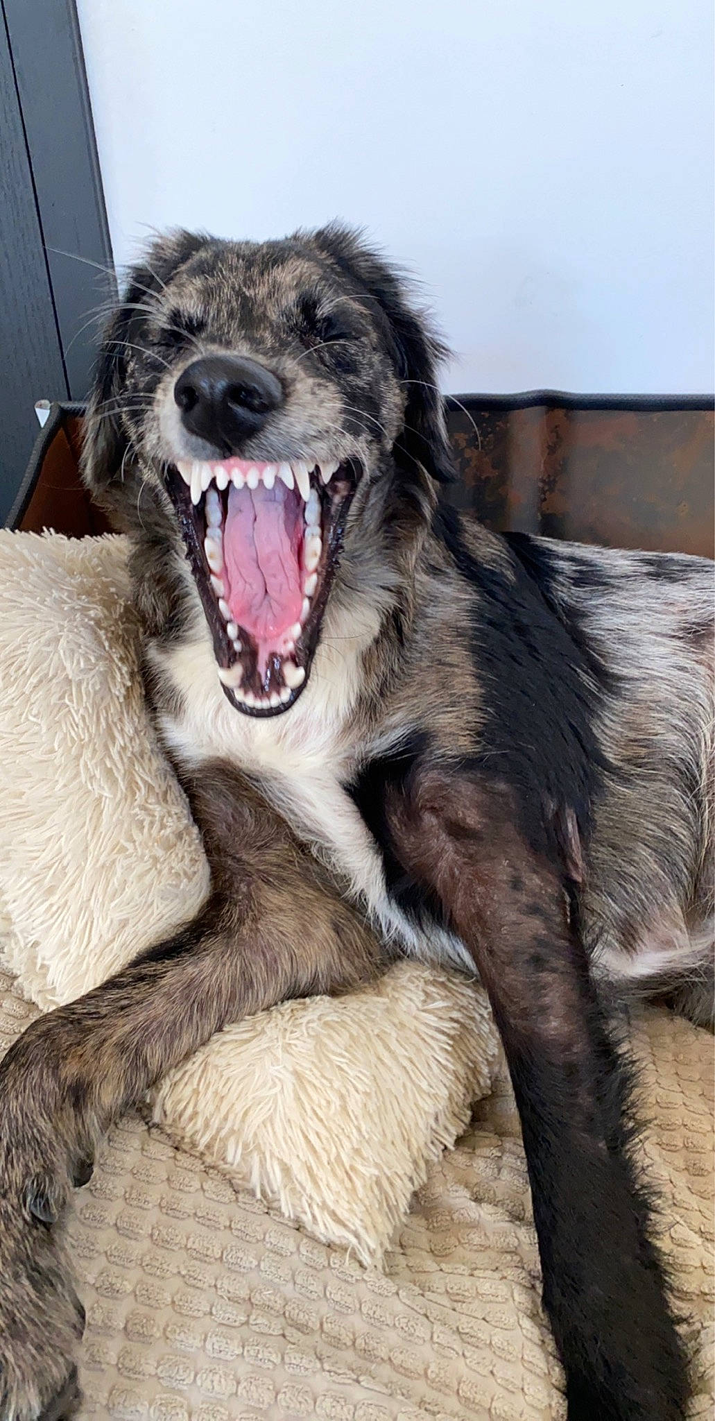 Khaleesi a rejoint le concours — aidez-le/la à gagner de superbes lots ! american_staghound, canidae, carnivore, companion_dog, dog, dog_breed, facial_expression, fur, irish_wolfhound, mammal, rare_breed_dog, scottish_deerhound, sighthound, silken_windhound, sporting_group, vertebrate, yawn