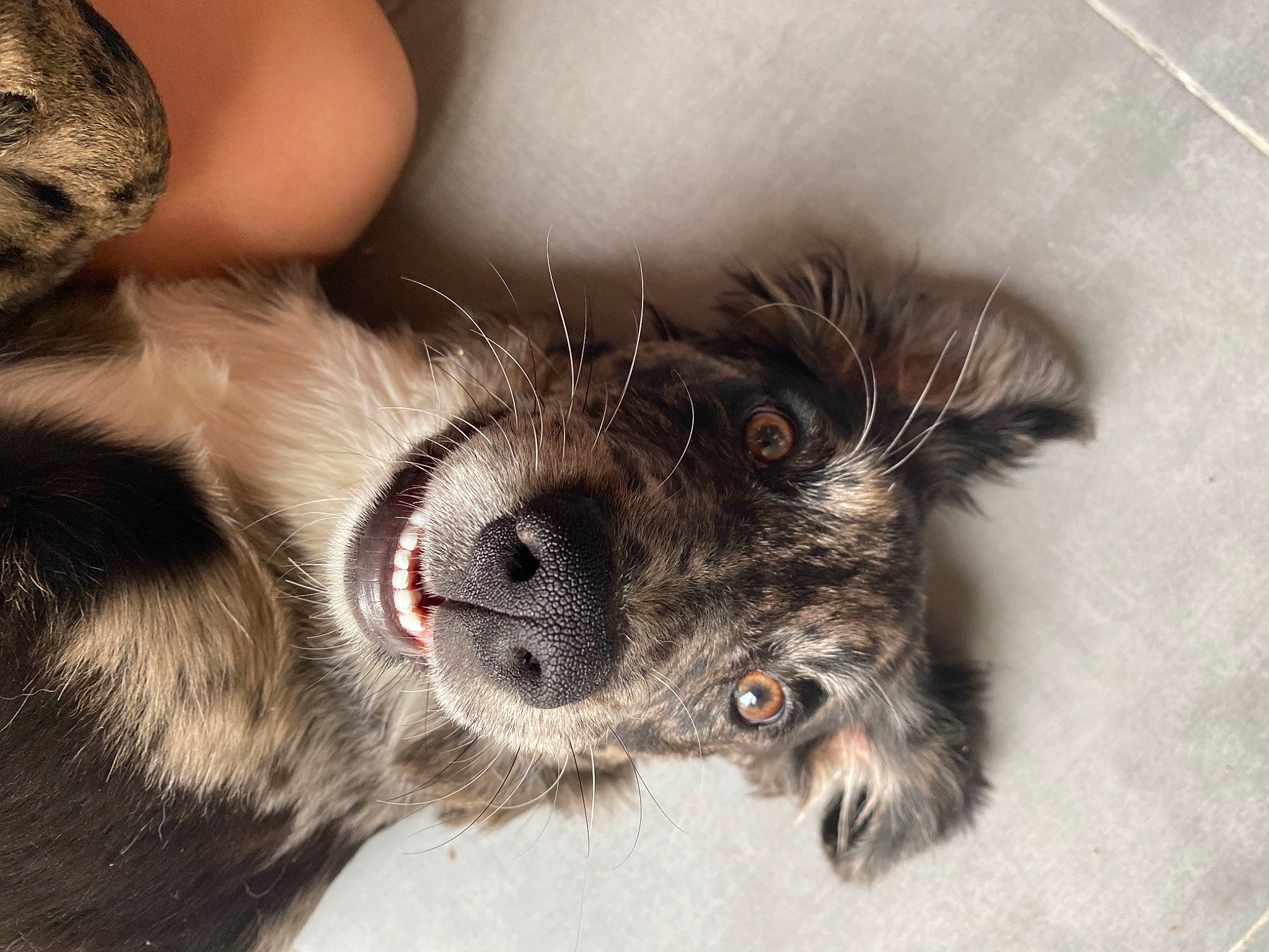 Khaleesi a rejoint le concours — aidez-le/la à gagner de superbes lots ! canidae, carnivore, dog, dog_breed, ear, eye, fur, nose, paw, puppy, snout, sporting_group, whiskers