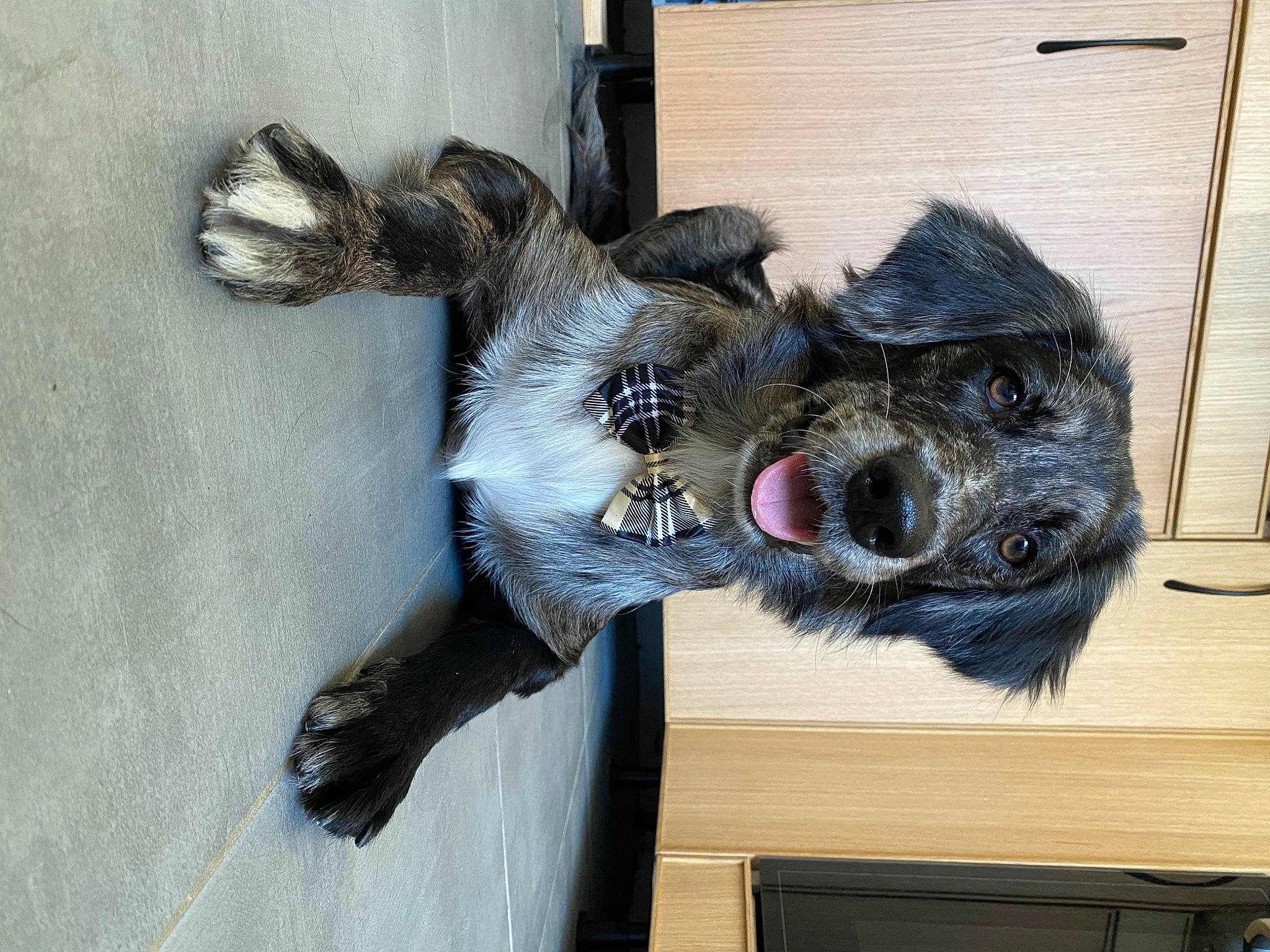 Khaleesi a rejoint le concours — aidez-le/la à gagner de superbes lots ! american_cocker_spaniel, canidae, carnivore, cocker_spaniel, dog, dog_breed, english_cocker_spaniel, fur, guard_dog, miniature_schnauzer, schnauzer, snout, spaniel, sporting_group, standard_schnauzer