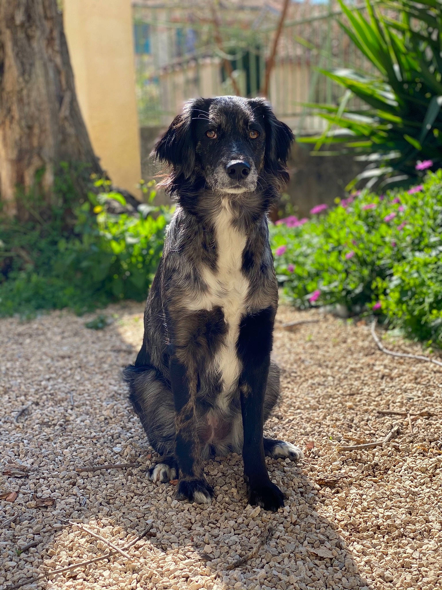 Khaleesi a rejoint le concours — aidez-le/la à gagner de superbes lots ! borador, canidae, carnivore, companion_dog, dog, dog_breed, fawn, fur, grass, gun_dog, hunting_dog, plant, snout, soil, sporting_group, tail, terrestrial_animal, tints_and_shades, tree, working_animal