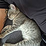 Grizou participe au concours pour gagner de l'argent avec cette photo : kitten, cat, sleeping, gray_tabby, tattoo, person, lap, resting, fur, cozy, indoor, closeup, pet, animal, cute, peaceful, relaxed, soft, feline, cuddle
