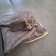 Grizou a rejoint le concours — aidez-le/la à gagner de superbes lots ! kitten, gray_cat, blanket, tile_floor, indoor, pet, animal, young_cat, fur, whiskers, ears, tail, resting, cute, domestic_cat, cozy, curious, floor, texture, comfort