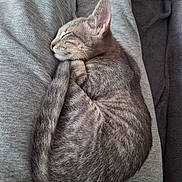 Grizou a rejoint le concours — aidez-le/la à gagner de superbes lots ! animal, blanket, cat, clothing, comfort, cozy, curled_up, cute, domestic, feline, fur, grey_tabby, indoor, lap, peaceful, pet, relaxation, resting, sleeping, soft_texture