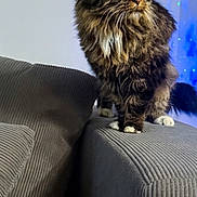 Amber Saint joined the competition — help win amazing prizes! cat, fluffy, green_eyes, couch, armrest, indoor, pet, feline, alert, fur, texture, gray, soft_lighting, home, cute, animal, whiskers, paws, background_lights, cozy