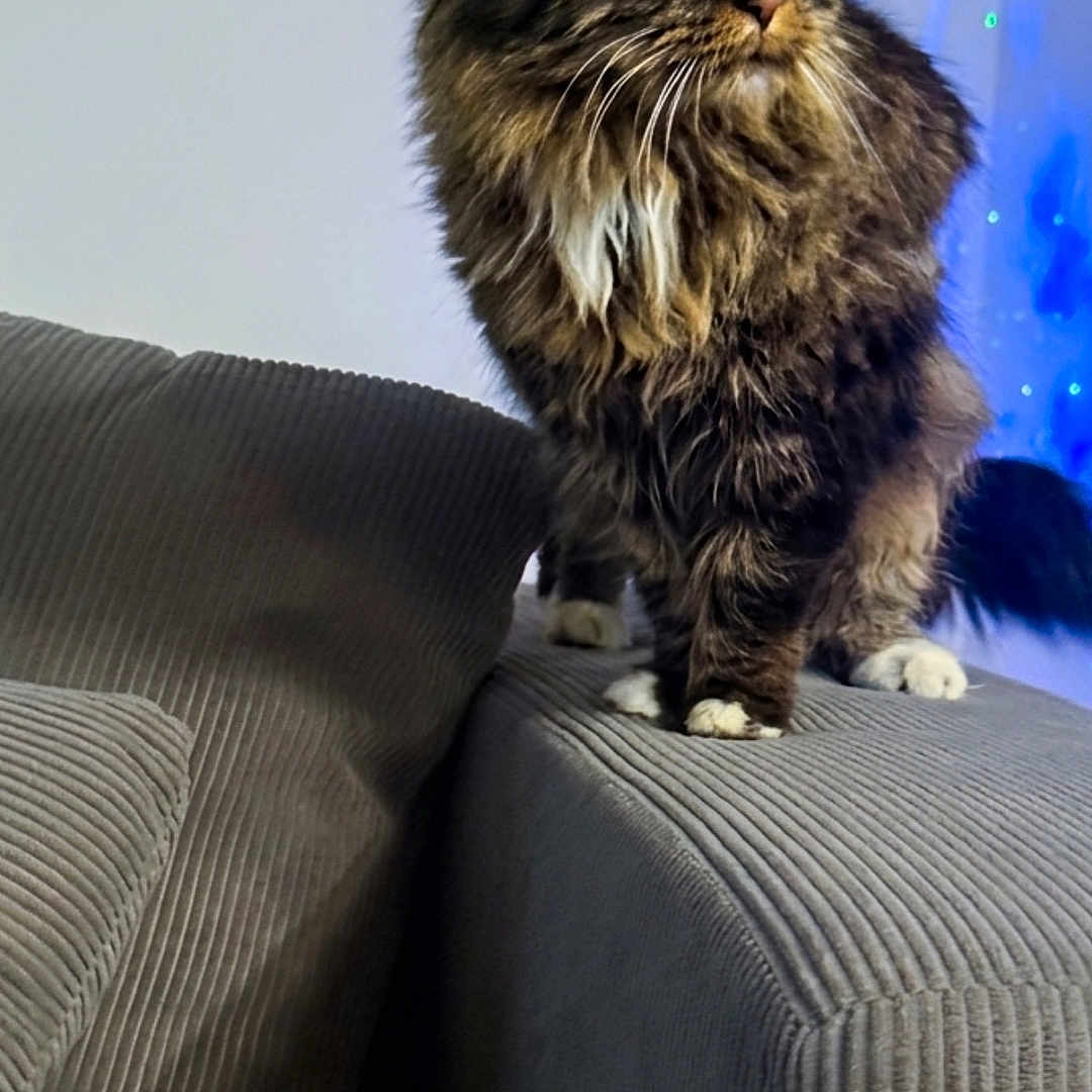 Amber Saint joined the competition — help win amazing prizes! cat, fluffy, green_eyes, couch, armrest, indoor, pet, feline, alert, fur, texture, gray, soft_lighting, home, cute, animal, whiskers, paws, background_lights, cozy