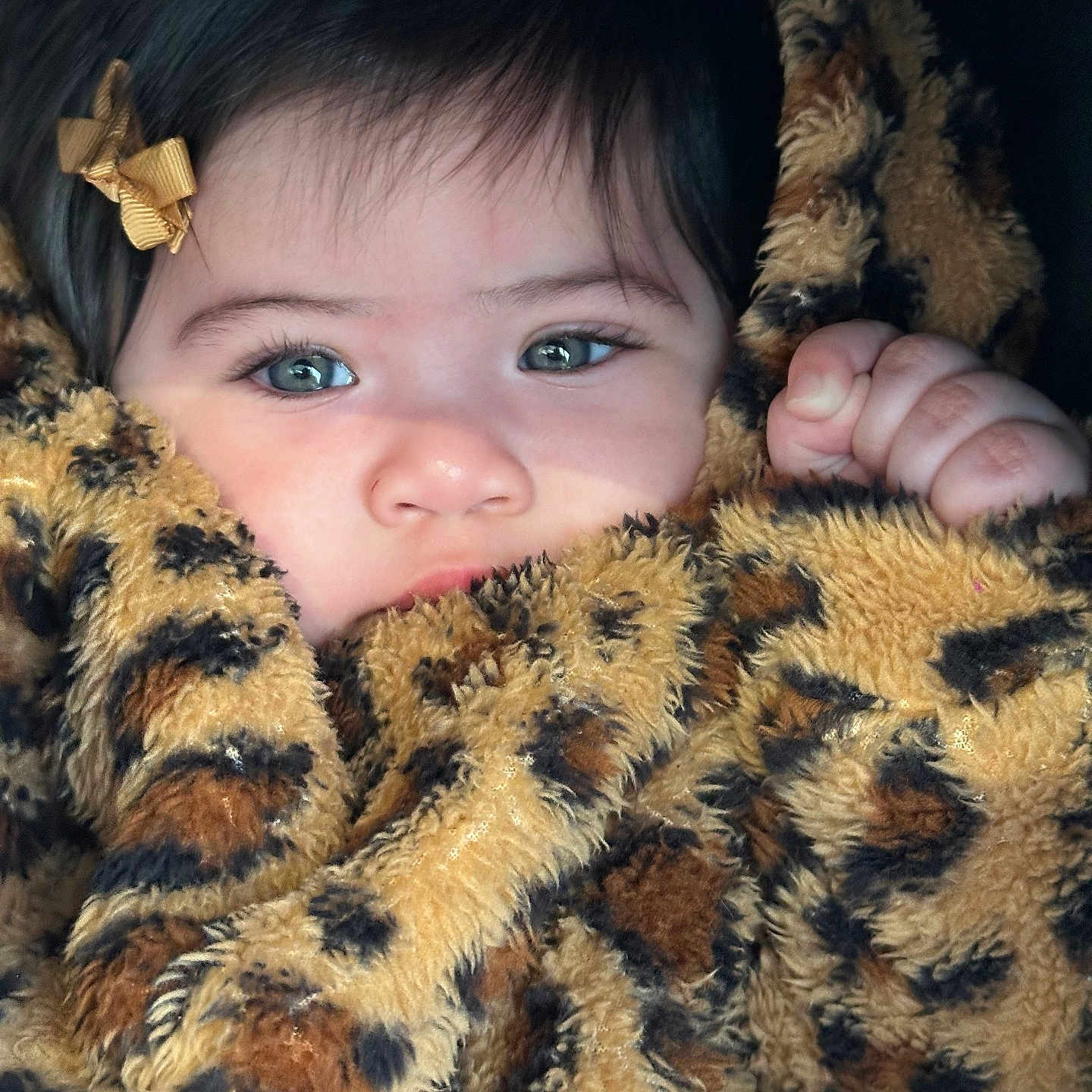Mia participe au concours pour gagner de l'argent avec cette photo : adorable, baby, blanket, bow, child, close_up, cute, expression, eyes, face, fuzzy, hair, hand, indoor, infant, leopard_print, portrait, skin, soft_texture, warm