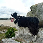 Parkeur a rejoint le concours — aidez-le/la à gagner de superbes lots ! dog, black_and_white, outdoor, rock, tongue_out, landscape, cloudy_sky, nature, animal, pet, fur, happy, standing, grass, bush, scenic, canine, walking, daytime, wildlife