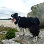 dog, black_and_white, outdoor, rock, tongue_out, landscape, cloudy_sky, nature, animal, pet, fur, happy, standing, grass, bush, scenic, canine, walking, daytime, wildlife
