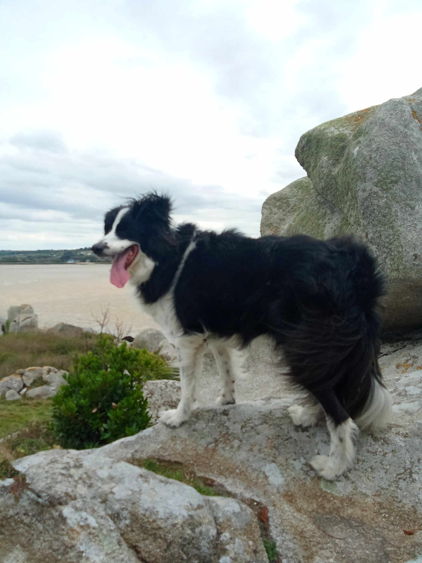 Parkeur a rejoint le concours — aidez-le/la à gagner de superbes lots ! dog, black_and_white, outdoor, rock, tongue_out, landscape, cloudy_sky, nature, animal, pet, fur, happy, standing, grass, bush, scenic, canine, walking, daytime, wildlife