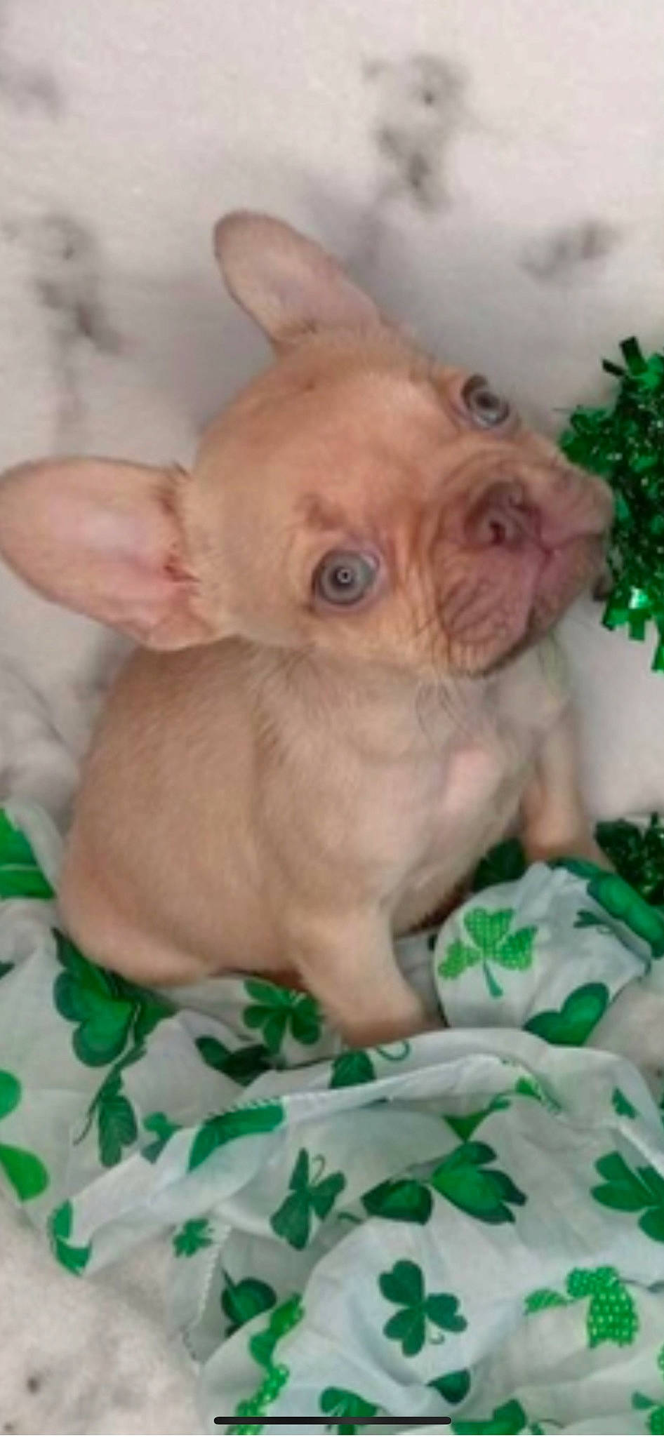 Milan is registered to the contest to win money with this photo: canidae, carnivore, comfort, companion_dog, dog, dog_breed, ear, fawn, fur, iris, liver, non_sporting_group, snout, sporting_group, terrestrial_animal, toy, toy_dog, whiskers, working_animal, wrinkle