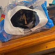 Cuddles is registered to the contest to win money with this photo: cat, calico, plastic_bag, table, indoor, face, curious, pets, animal, wood, furniture, domestic, whiskers, ears, closeup, household, background, sitting, looking, cozy