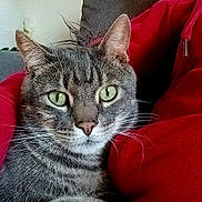 Bilou a rejoint le concours — aidez-le/la à gagner de superbes lots ! cat, tabby_cat, green_eyes, fur, pet, indoor, couch, red_hoodie, person, close_up, whiskers, relaxed, animal, companion, home, feline, cute, cozy, sitting, portrait