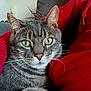 cat, tabby_cat, green_eyes, fur, pet, indoor, couch, red_hoodie, person, close_up, whiskers, relaxed, animal, companion, home, feline, cute, cozy, sitting, portrait