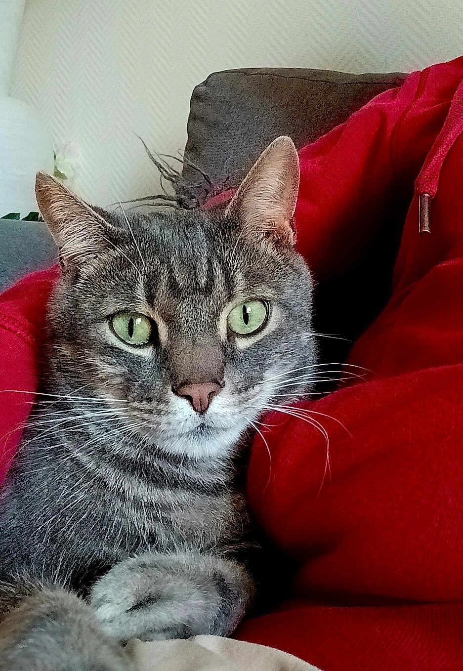 Bilou a rejoint le concours — aidez-le/la à gagner de superbes lots ! cat, tabby_cat, green_eyes, fur, pet, indoor, couch, red_hoodie, person, close_up, whiskers, relaxed, animal, companion, home, feline, cute, cozy, sitting, portrait