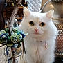 cat, white_cat, fluffy, pet, animal, indoor, decor, candlestick, feather, flowers, glassware, metal, table, vintage, ornament, furniture, closeup, curious, home, cozy