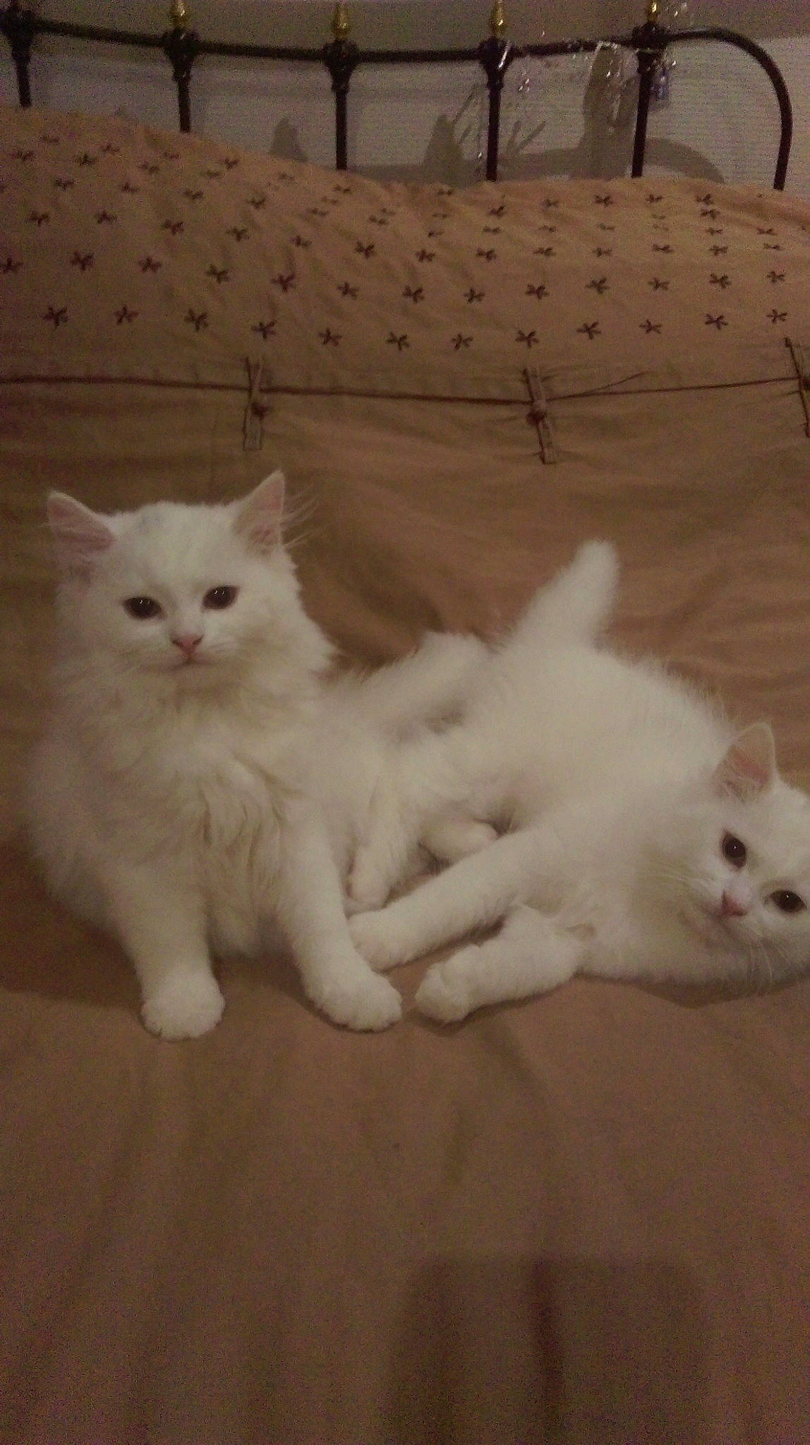 Roméo participe au concours pour gagner de l'argent avec cette photo : aegean_cat, asian_semi_longhair, british_semi_longhair, burmilla, carnivoran, cat, cat_like_mammal, dog_breed_group, domestic_long_haired_cat, domestic_short_haired_cat, khao_manee, kitten, mammal, persian, person, ragdoll, small_to_medium_sized_cats, turkish_angora, turkish_van, vertebrate