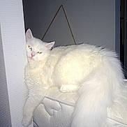 Roméo participe au concours pour gagner de l'argent avec cette photo : bed, carnivoran, cat, cat_like_mammal, fur, kitten, mammal, small_to_medium_sized_cats, tail, turkish_angora, turkish_van, whiskers, white