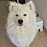 dog, samoyed, white_fur, fluffy, pet, indoor, floor, tile, shoe_rack, shoes, stool, bowl, calm, attentive, animal, cute, portrait, fur, domestic, companion