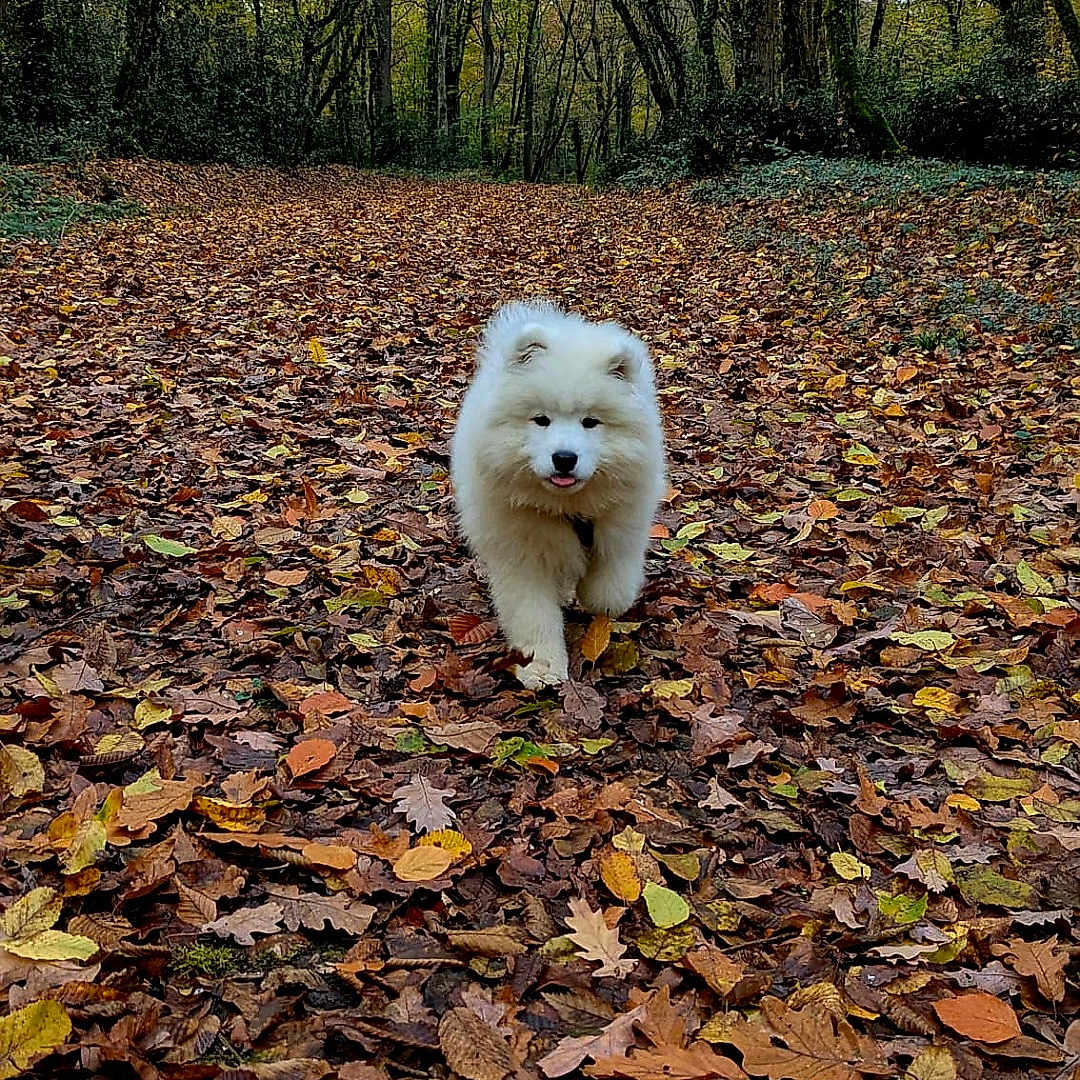Ayko