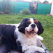 Cooky participe au concours pour gagner de l'argent avec cette photo : carnivoran, cavalier_king_charles_spaniel, companion_dog, dog, dog_breed, dog_breed_group, dog_like_mammal, king_charles_spaniel, snout, spaniel, sporting_group, vertebrate